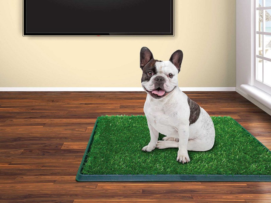 Perro Green CarPet Tapetes | Tapete Entrenador Green Carpet